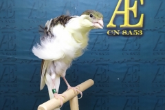 6-