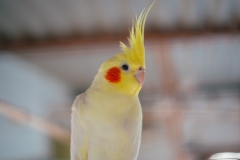 Aves de socios