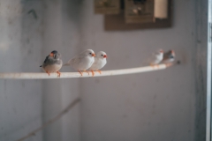 DSCF4597