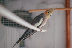 DSCF4605