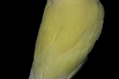 IMG-20200501-WA0029